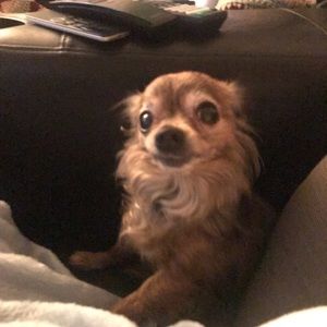 Meet your Posher, Maeve